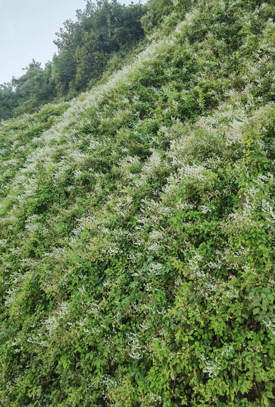 Polygonum aubertii